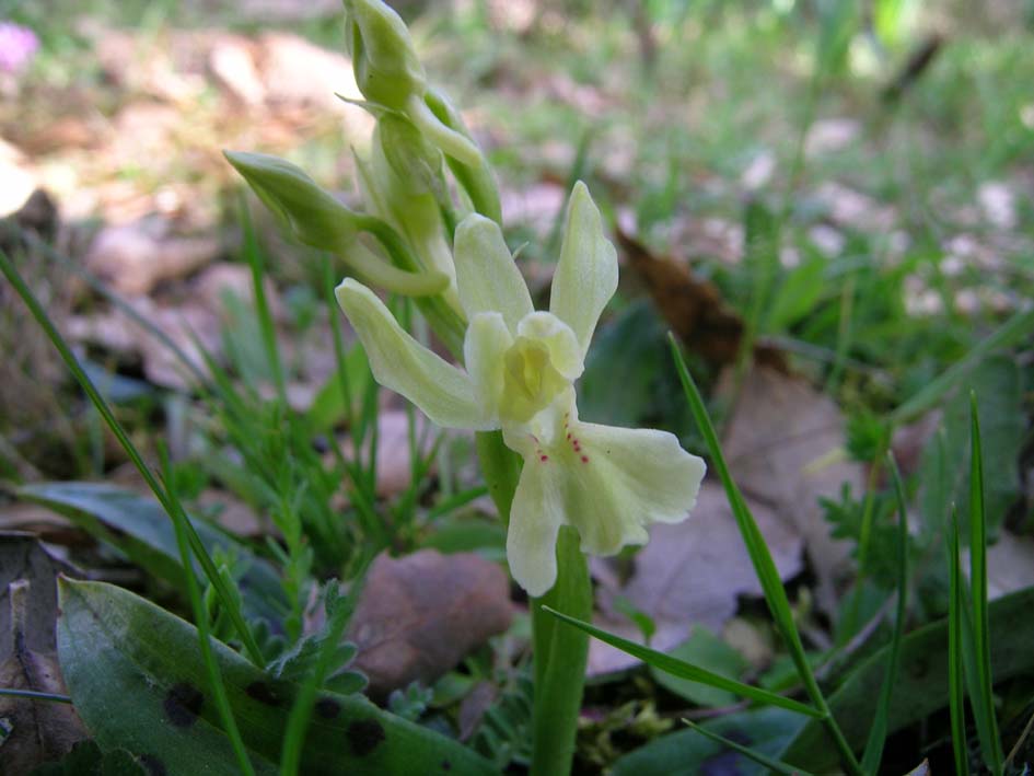 Orchis provincialis